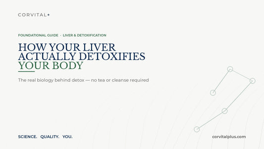 How Your Liver Actually Detoxifies Your Body
