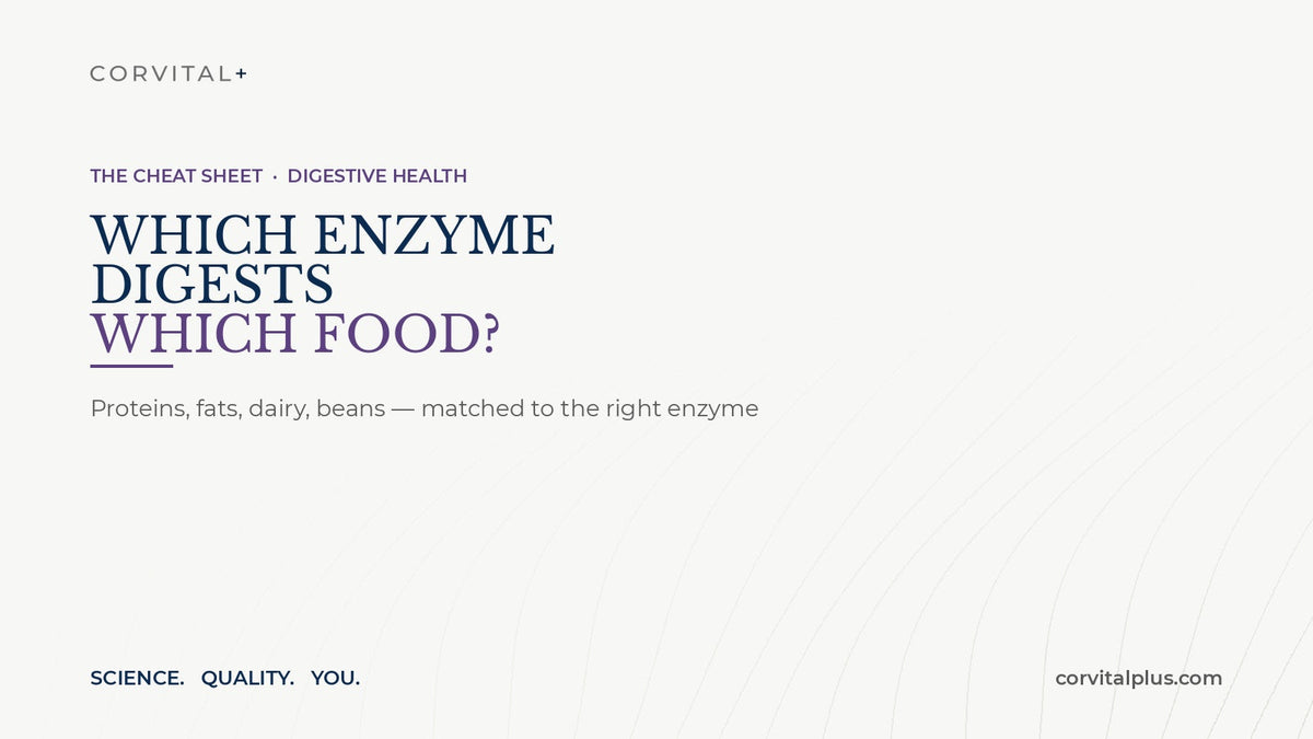 Which Enzyme Digests Which Food? A Simple Cheat Sheet