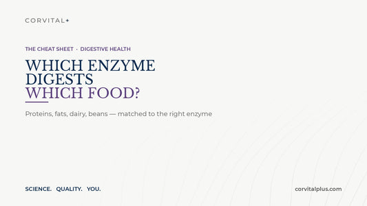 Which Enzyme Digests Which Food? A Simple Cheat Sheet